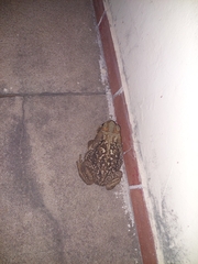 Rhinella diptycha