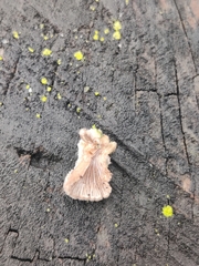 Schizophyllum commune