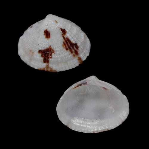 Timoclea marica observed 2022-07-25