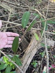 Rhabdadenia biflora