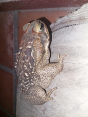 Rhinella diptycha