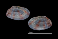 Tellinidae
