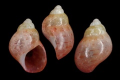 Phasianella solida