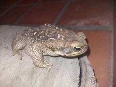 Rhinella diptycha