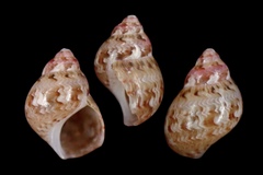Phasianella solida