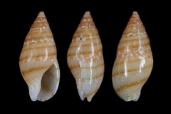 Mitrella bicincta