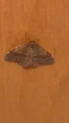 Operophtera