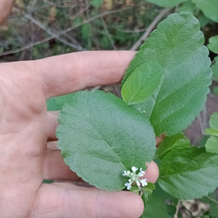 Aloysia