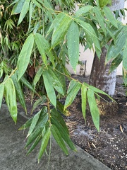 Bambusoideae
