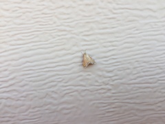 Scybalistodes vermiculalis