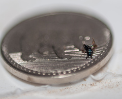 Chalcidoidea