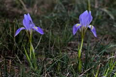 Iris unguicularis syriaca
