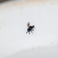 Chalcidoidea