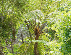 Cyathea