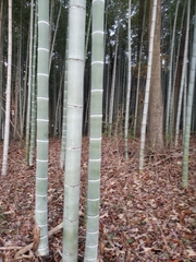 Dendrocalamus giganteus