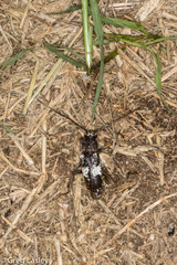 Enaphalodes taeniatus