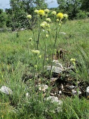 Centaurea chrysolepis