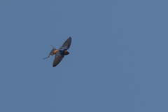 Cecropis abyssinica