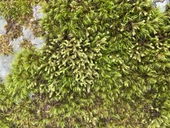 Hedwigia ciliata