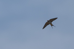 Cecropis abyssinica