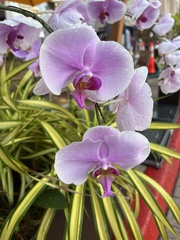 Phalaenopsis