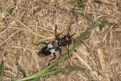 Enaphalodes taeniatus