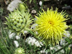 Centaurea chrysolepis