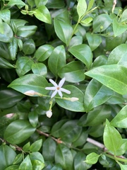 Jasminum fluminense