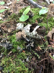 Clavulina coralloides