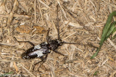 Enaphalodes taeniatus