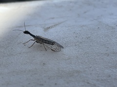 Raphidiinae