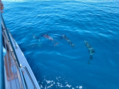 Stenella longirostris
