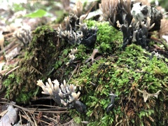Clavulina coralloides