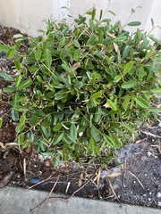 Chrysophyllum oliviforme