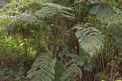 Cyathea