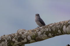 Melaenornis fischeri
