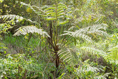 Cyathea