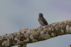 Melaenornis fischeri
