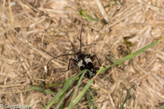Enaphalodes taeniatus