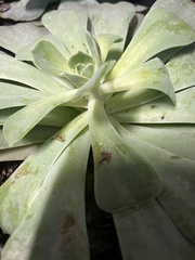 Aphis gossypii