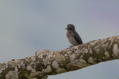 Melaenornis fischeri