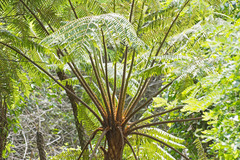 Cyathea