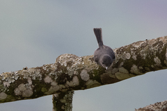 Melaenornis fischeri