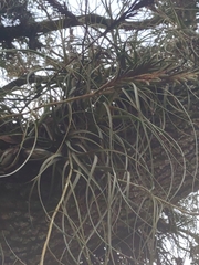 Tillandsia balbisiana