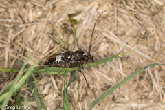 Enaphalodes taeniatus