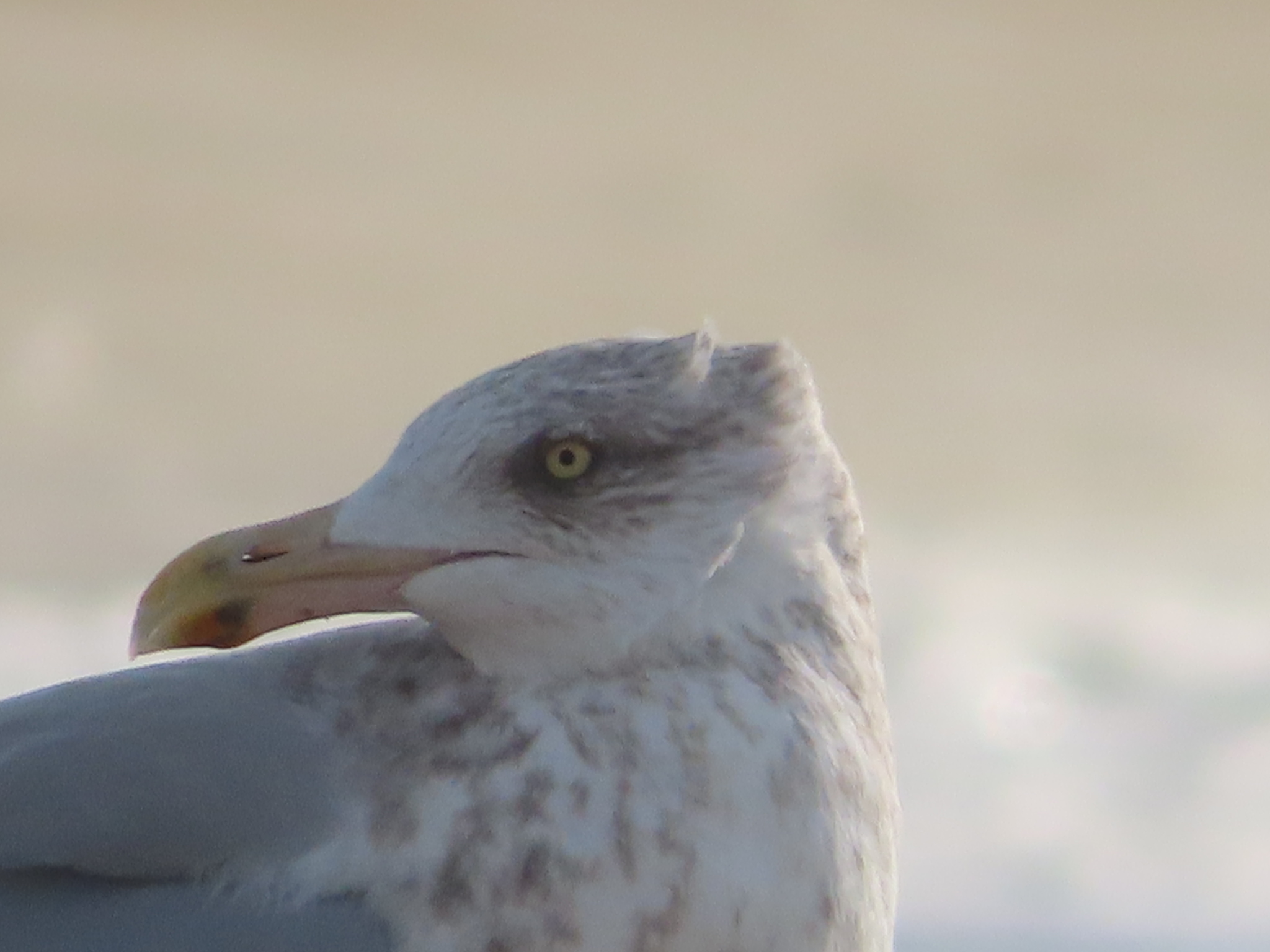 American Herring Gull illustration