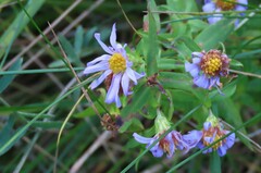 Symphyotrichum novi-belgii