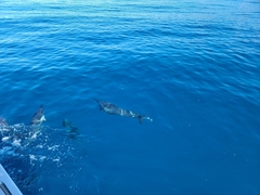 Stenella longirostris