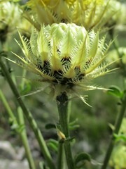 Centaurea chrysolepis