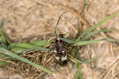 Enaphalodes taeniatus